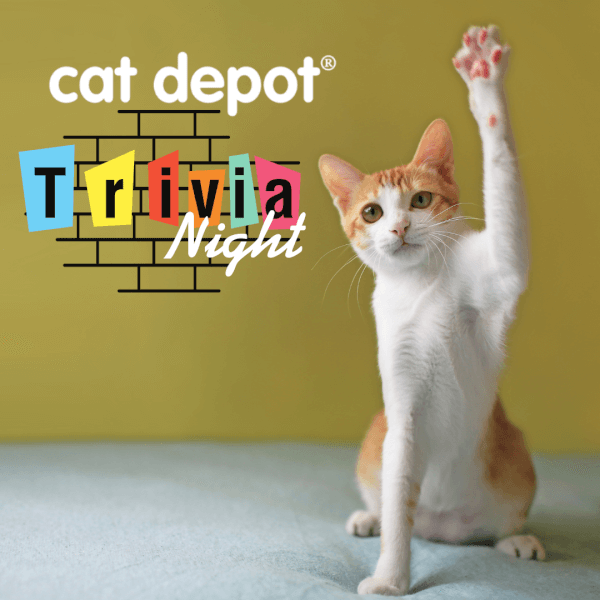 Trivia Night at Cat Depot Sarasota Events Calendar